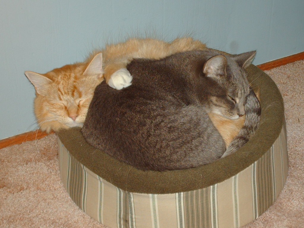 Two cats in a basket